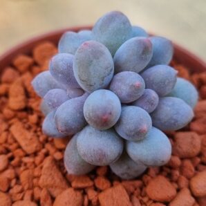Pachyphytum "Baby Finger" | 78