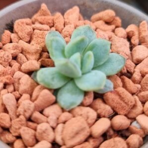 Echeveria "WHITE LINE"
