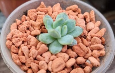 Echeveria "WHITE LINE"
