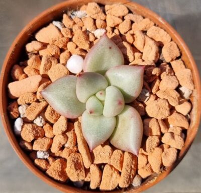 Echeveria "VAN KEPPEL "AFRODITA" - Зображення 2