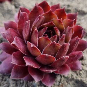 Sempervivum "FARAMIR"