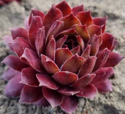 Sempervivum "FARAMIR"