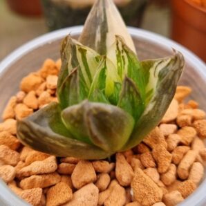 HAWORTHIA "CYMBIFORMIS" var.