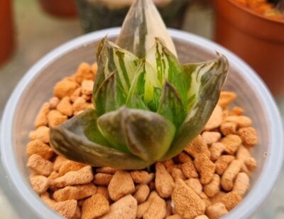 HAWORTHIA "CYMBIFORMIS" var.