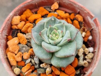 Echeveria "DANCING BIRD" Var. - Зображення 2