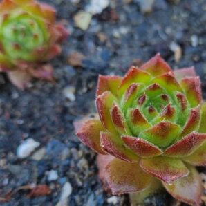 Sempervivum "LIMONELLA"