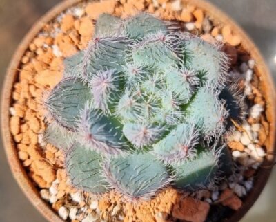 ECHEVERIA "HARMSII" - Зображення 2