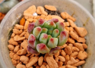 Echeveria "BLUE ELF"/"BLUE APPLE" - Зображення 3