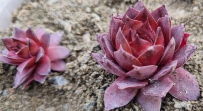 Sempervivum "PACIFIC SONATA"