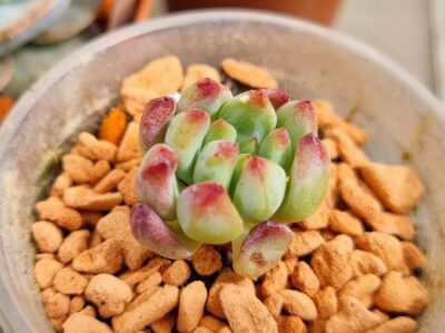 Echeveria "BLUE ELF"/"BLUE APPLE" - Зображення 2