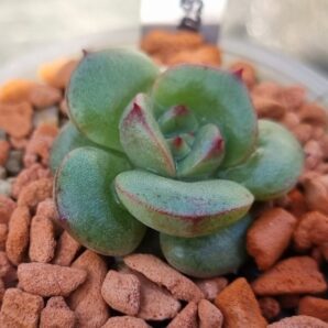 ECHEVERIA "SENSATION"
