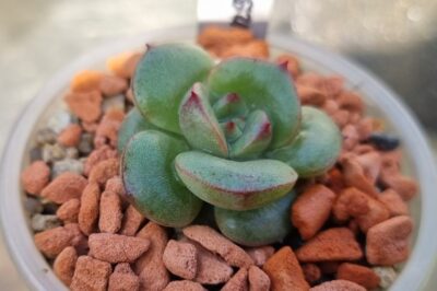 ECHEVERIA "SENSATION"