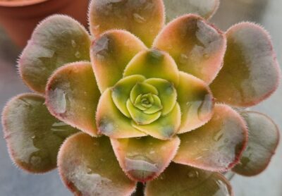 Aeonium "LUTEOVARIEGATUM" var. - Зображення 2