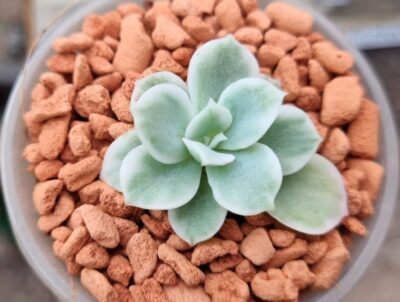 Echeveria "LEMON ROSE" variegata - Зображення 2
