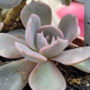 Echeveria "MARZIPANE"