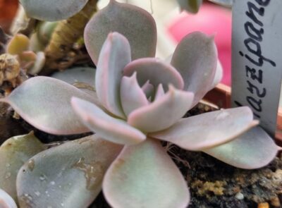 Echeveria "MARZIPANE"