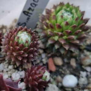 Sempervivum "ARAHNOIDEUM"