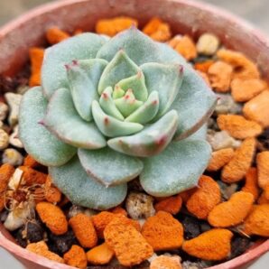 Echeveria "DANCING BIRD" Var.