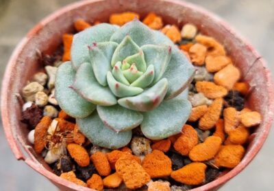 Echeveria "DANCING BIRD" Var.
