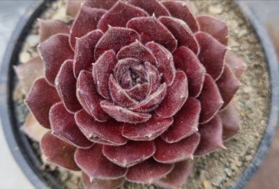 Sempervivum "TART" - Зображення 2