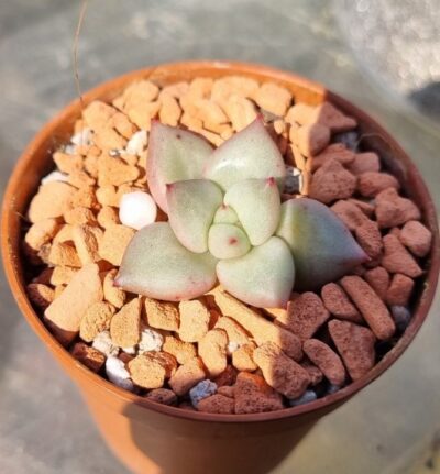 Echeveria "VAN KEPPEL "AFRODITA"