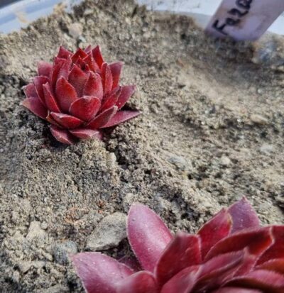 Sempervivum "FARAMIR" - Зображення 2