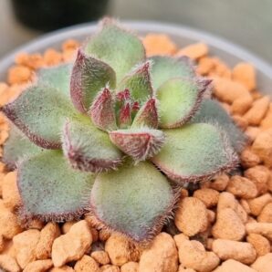 ECHEVERIA "HARMSII" hybr.
