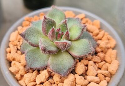 ECHEVERIA "HARMSII" hybr.
