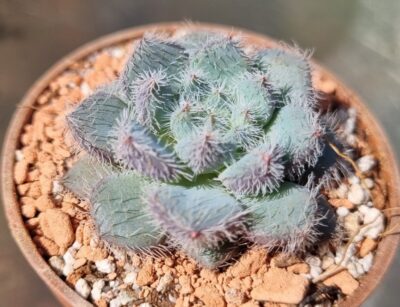 ECHEVERIA "HARMSII"