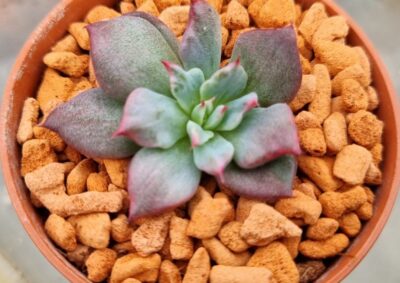 Echeveria "MIRACLE GOLD" variegata - Зображення 2