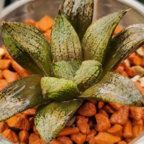 Haworthia "SCHULTIANA X RETUSA X COMPTONIANA"