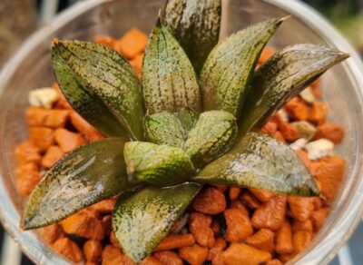 Haworthia "SCHULTIANA X RETUSA X COMPTONIANA"