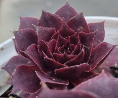 Sempervivum "PIP"
