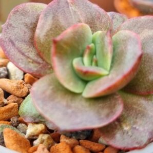Echeveria "BENNETT GOLD" var.