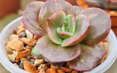 Echeveria "BENNETT GOLD" var.