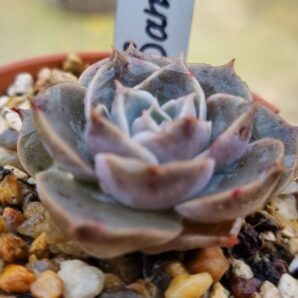 Echeveria "SANTARINA"