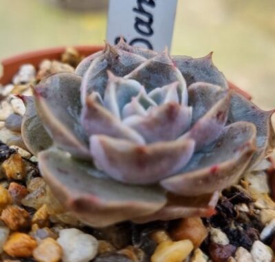 Echeveria "SANTARINA"