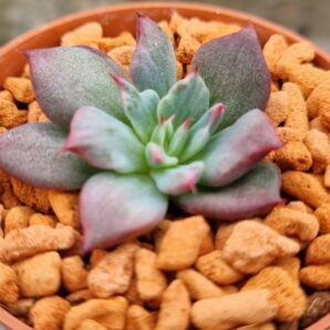 Echeveria "MIRACLE GOLD" variegata