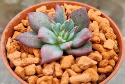 Echeveria "MIRACLE GOLD" variegata