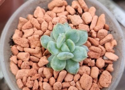 Echeveria "WHITE LINE" - Зображення 2