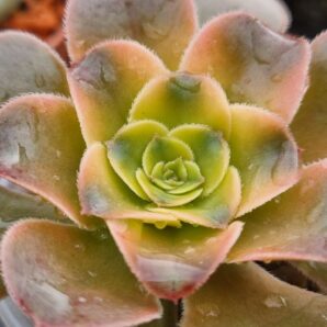 Aeonium "LUTEOVARIEGATUM" var.