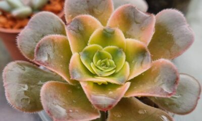 Aeonium "LUTEOVARIEGATUM" var.