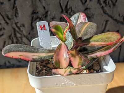 Crassula Return of Beauty - Зображення 2