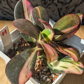 Crassula Return of Beauty
