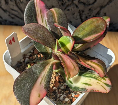 Crassula Return of Beauty