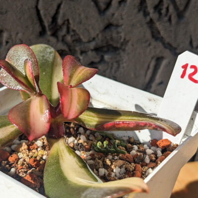 Crassula Return of Beauty - Зображення 2