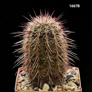 Echinocereus chloranthus - DJF 1372, (7x7)-1667B