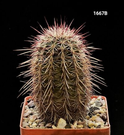 Echinocereus chloranthus - DJF 1372, (7x7)-1667B