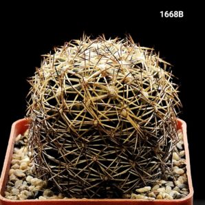 Coryphantha radians var. bernalensis - PAN 91(6x6)- 1668B