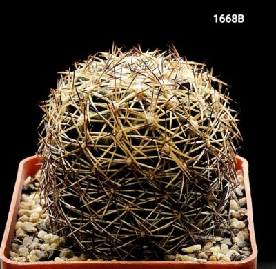 Coryphantha radians var. bernalensis - PAN 91(6x6)- 1668B